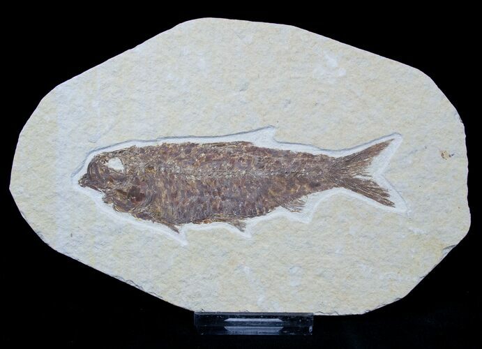 Inch Knightia Fossil - Nice Preservation #1581